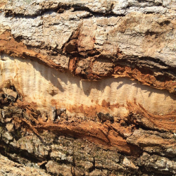 Curly Maple Logs 3